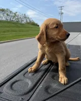 Halloween🎃 , a male Golden Retriever for sale in Lakeland, FL – 2 of 3