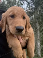 Fawn 🍂, a female Golden Retriever for sale in Lakeland, FL – 2 of 5