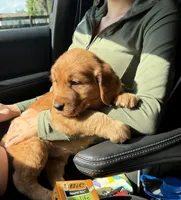 Lily, a female Golden Retriever for sale in Lakeland, FL – 2 of 3