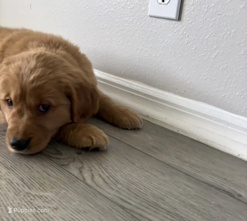 Millie – Golden Retriever puppy for sale in Lakeland, FL