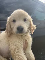 Buck, a male Golden Retriever for sale in Lakeland, FL – 2 of 5