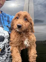 Amber, a female Goldendoodle for sale in Lakeland, FL – 2 of 2