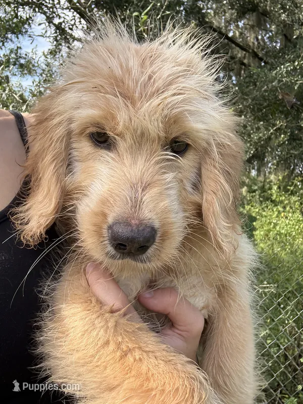 Luco – Goldendoodle puppy for sale in Lakeland, FL