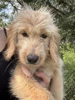 Luco, a male Goldendoodle for sale in Lakeland, FL – 1 of 3
