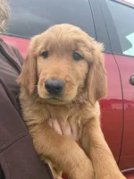 Salem 🐈‍⬛, a female Golden Retriever for sale in Lakeland, FL – 2 of 3