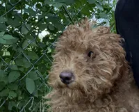 Finn, a male Miniature Goldendoodle for sale in Lakeland, FL – 2 of 3