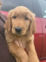 Salem 🐈‍⬛, a female Golden Retriever for sale in Lakeland, FL – 3 of 3