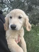 Boo👻, a male Golden Retriever for sale in Lakeland, FL – 2 of 4