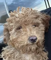 Fluff, a male Miniature Goldendoodle for sale in Lakeland, FL – 3 of 3