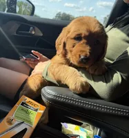 Lily, a female Golden Retriever for sale in Lakeland, FL – 1 of 3