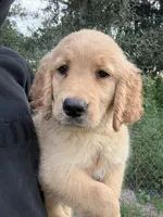 Maple🍁, a female Golden Retriever for sale in Lakeland, FL – 3 of 3