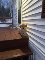 Baxter, a male Golden Retriever for sale in Worcester, MA – Photo 1 of 6