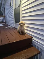 Baxter, a male Golden Retriever for sale in Worcester, MA – Photo 5 of 6