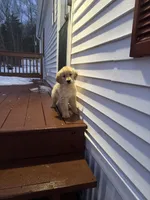 Baxter, a male Golden Retriever for sale in Worcester, MA – Photo 2 of 6