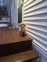Baxter, a male Golden Retriever for sale in Worcester, MA – Photo 4 of 6