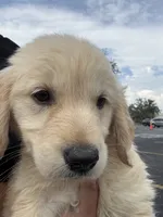 Meadow , a female Golden Retriever for sale in Lakeland, FL – 3 of 5