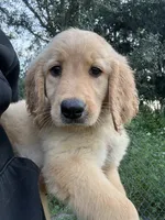 Tilly🤎, a female Golden Retriever for sale in Lakeland, FL – 3 of 6