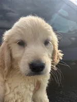 Buck, a male Golden Retriever for sale in Lakeland, FL – 4 of 5
