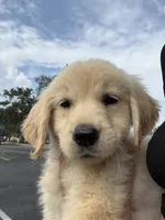 Oakley, a female Golden Retriever for sale in Lakeland, FL – 2 of 6
