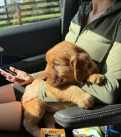 Lily, a female Golden Retriever for sale in Lakeland, FL – 3 of 3