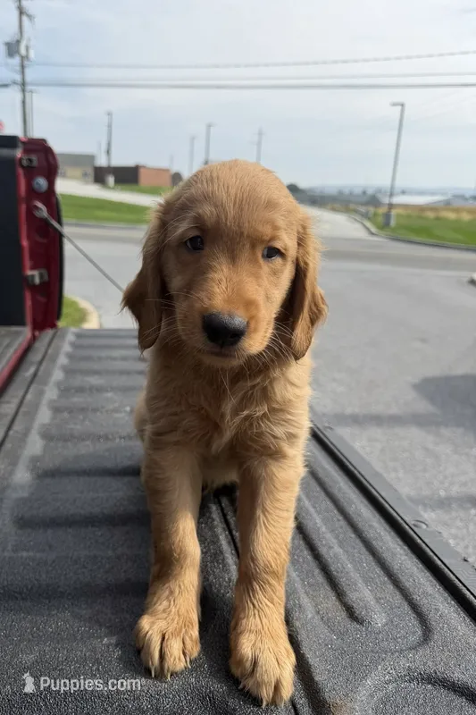 Bat 🦇  – Golden Retriever puppy for sale in Lakeland, FL