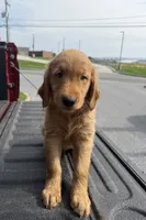 Bat 🦇 , a male Golden Retriever for sale in Lakeland, FL – 1 of 3