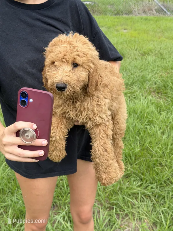 Dale – Goldendoodle puppy for sale in Lakeland, FL