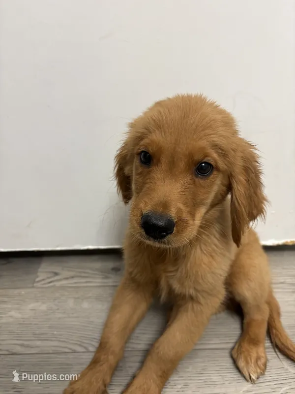 AKC Pumpkin🎃 – Golden Retriever puppy for sale in Lakeland, FL