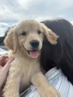 Marlow, a female Golden Retriever for sale in Lakeland, FL – 5 of 5
