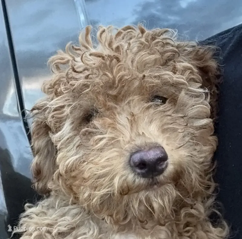 Fluff – Miniature Goldendoodle puppy for sale in Lakeland, FL