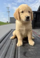 Bodie🍁, a male Golden Retriever for sale in Lakeland, FL – 3 of 3