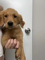 AKC Apple🍎 , a female Golden Retriever for sale in Lakeland, FL – 5 of 5