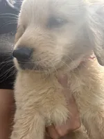 Otis, a male Golden Retriever for sale in Lakeland, FL – 2 of 4