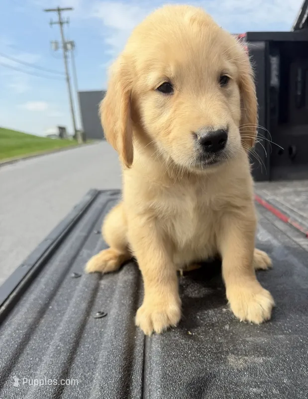 Bodie🍁 – Golden Retriever puppy for sale in Lakeland, FL