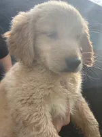 Otis, a male Golden Retriever for sale in Lakeland, FL – 3 of 4