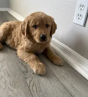 Millie, a female Golden Retriever for sale in Lakeland, FL – 3 of 3