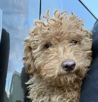 Fluff, a male Miniature Goldendoodle for sale in Lakeland, FL – 2 of 3