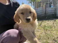 Rosie, a female Golden Retriever for sale in Lakeland, FL – Photo 3 of 3