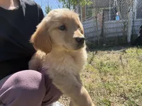 Rosie, a female Golden Retriever for sale in Lakeland, FL – Photo 2 of 3