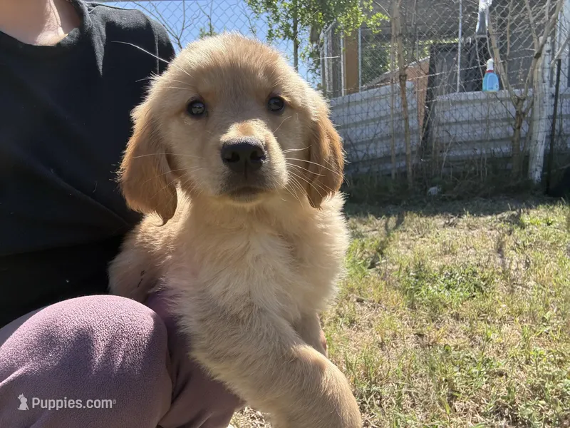 Rosie – Golden Retriever puppy for sale in Lakeland, FL