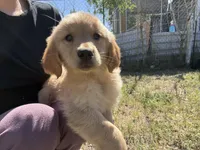 Rosie, a female Golden Retriever for sale in Lakeland, FL – Photo 1 of 3