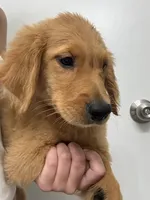 AKC Apple🍎 , a female Golden Retriever for sale in Lakeland, FL – 2 of 5
