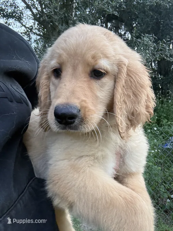 Tilly🤎 – Golden Retriever puppy for sale in Lakeland, FL