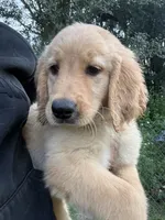 Tilly🤎, a female Golden Retriever for sale in Lakeland, FL – 1 of 6