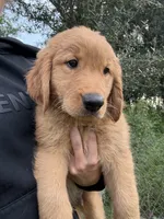 Cedar 🧡, a male Golden Retriever for sale in Lakeland, FL – 2 of 4
