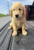 Bodie🍁, a male Golden Retriever for sale in Lakeland, FL – 2 of 3
