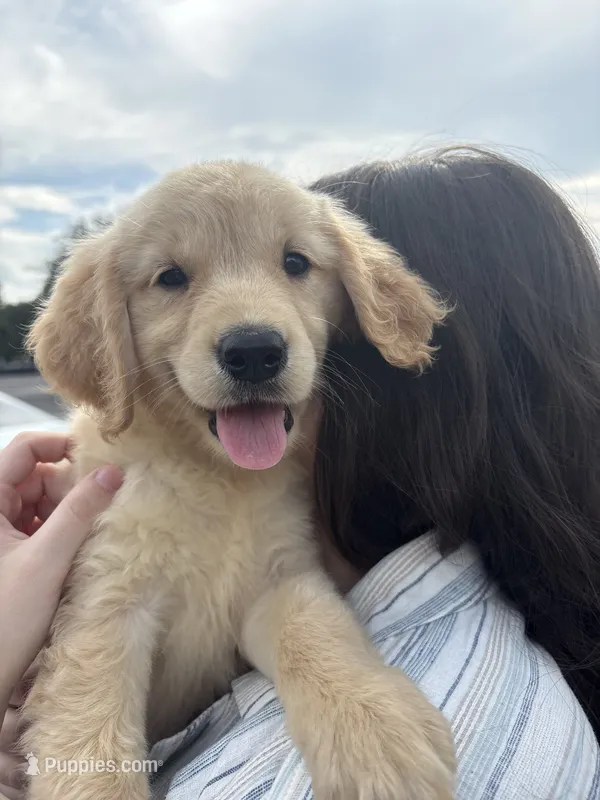 Marlow – Golden Retriever puppy for sale in Lakeland, FL
