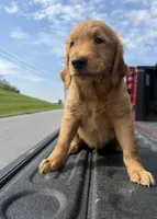 Acorn 🌰, a male Golden Retriever for sale in Lakeland, FL – 3 of 3