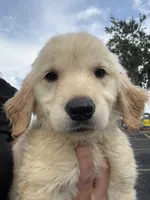Autumn rose, a female Golden Retriever for sale in Lakeland, FL – 5 of 5
