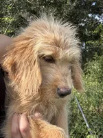 Luco, a male Goldendoodle for sale in Lakeland, FL – 2 of 3